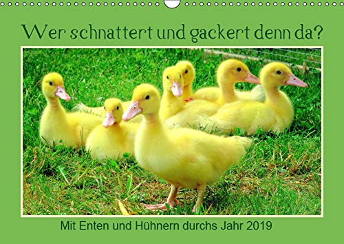 Wer gackert und schnattert denn da? Mit Enten und Hühnern durchs Jahr (Wandkalender 2019 DIN A3 quer): Glückliche Hühner und Enten im Garten (Monatskalender, 14 Seiten ) (CALVENDO Tiere) Living & Furnishing