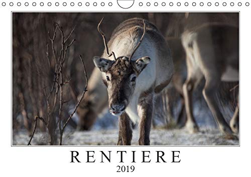 Rentiere (Wandkalender 2019 DIN A4 quer): Rentiere aus Nordnorwegen & Spitzbergen (Monatskalender, 14 Seiten ) (CALVENDO Tiere) Natural Sciences