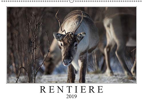 Rentiere (Wandkalender 2019 DIN A2 quer): Rentiere aus Nordnorwegen & Spitzbergen (Monatskalender, 14 Seiten ) (CALVENDO Tiere) Natural Sciences