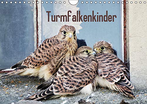 Turmfalkenkinder (Wandkalender 2019 DIN A4 quer): Falken - jung, frei, wild und schön (Monatskalender, 14 Seiten ) (CALVENDO Tiere) Photography