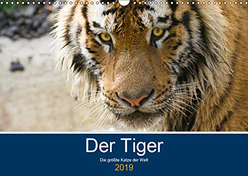 Der Tiger - die größte Katze der Welt (Wandkalender 2019 DIN A3 quer): Bilder von Tigern (Monatskalender, 14 Seiten ) (CALVENDO Tiere) Photography