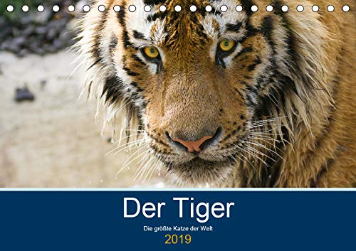 Der Tiger - die größte Katze der Welt (Tischkalender 2019 DIN A5 quer): Bilder von Tigern (Monatskalender, 14 Seiten ) (CALVENDO Tiere) Photography