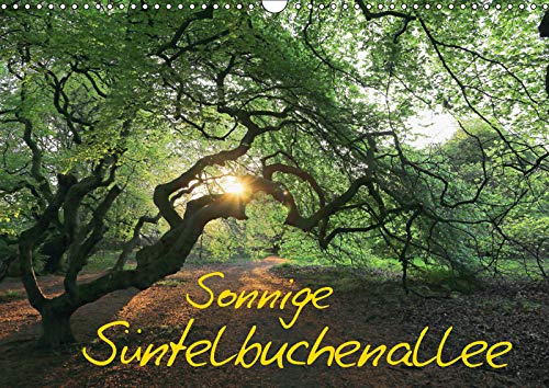 Sonnige Süntelbuchenallee (Wandkalender 2019 DIN A3 quer): Spaziergang in der Sonne durch die Süntelbuchenallee (Monatskalender, 14 Seiten ) (CALVENDO Natur) Leisure, Home & Garden