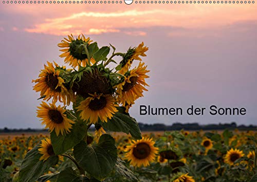 Blumen der Sonne (Wandkalender 2019 DIN A2 quer): Sonnenblumen in verschieden Lichtverhältnissen (Monatskalender, 14 Seiten ) (CALVENDO Orte) Leisure, Home & Garden
