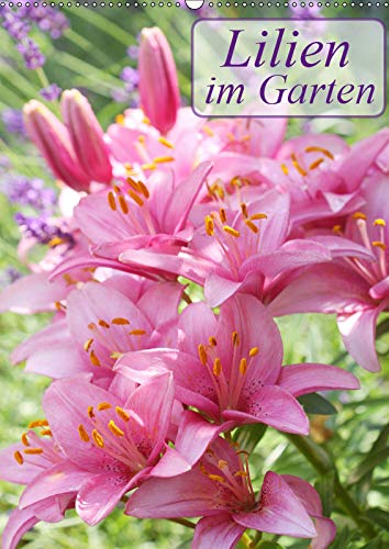 Lilien im Garten (Wandkalender 2019 DIN A2 hoch): Prachtvoll leuchtende Lilien in der Natur (Planer, 14 Seiten ) (CALVENDO Natur) Leisure, Home & Garden