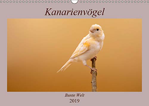 Kanarienvögel - Bunte Welt (Wandkalender 2019 DIN A3 quer): Wunderschöne Bilder, welche die ganze bunte Vielfalt der Kanarienvögel zeigen (Geburtstagskalender, 14 Seiten ) (CALVENDO Tiere) Natural Sciences
