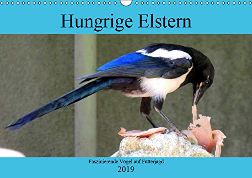 Hungrige Elstern - Faszinierende Vögel auf Futterjagd (Wandkalender 2019 DIN A3 quer): Elstern am Futterplatz im Hausgarten (Monatskalender, 14 Seiten ) (CALVENDO Tiere) Natural Sciences