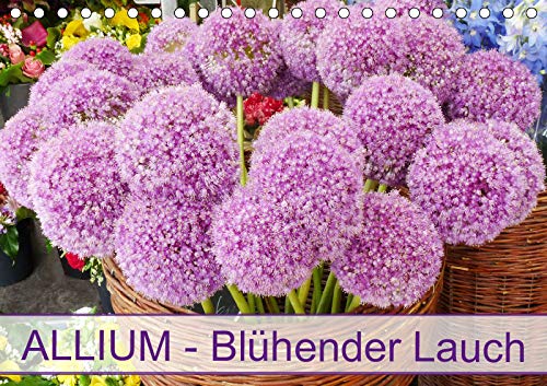 Allium Blühender Lauch (Tischkalender 2019 DIN A5 quer): Zierlauch-Schönheiten im Garten (Geburtstagskalender, 14 Seiten ) (CALVENDO Natur) Leisure, Home & Garden
