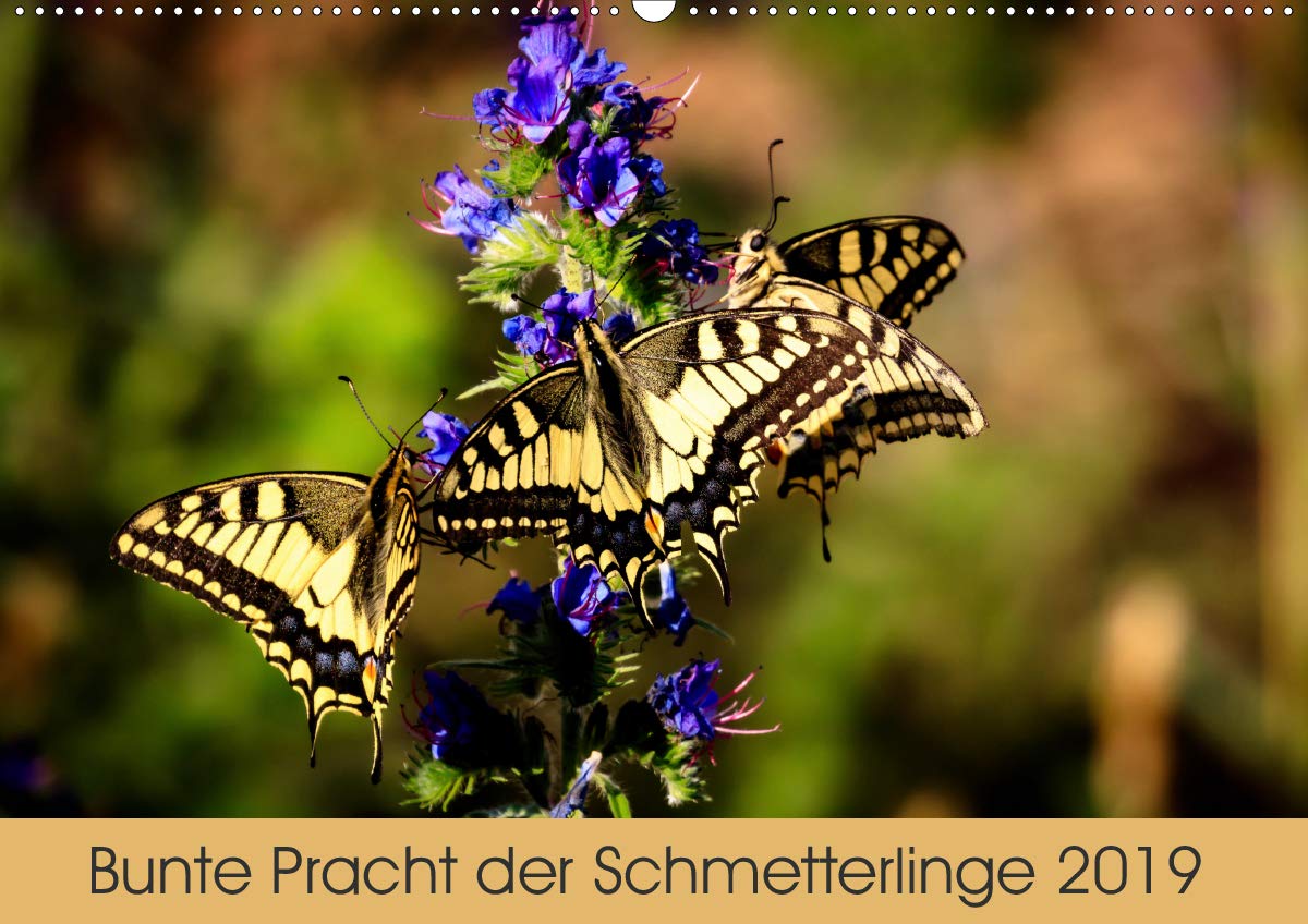 Bunte Pracht der Schmetterlinge (Wandkalender 2019 DIN A2 quer): Schmetterlinge in Südhessen (Monatskalender, 14 Seiten ) (CALVENDO Tiere) Photography