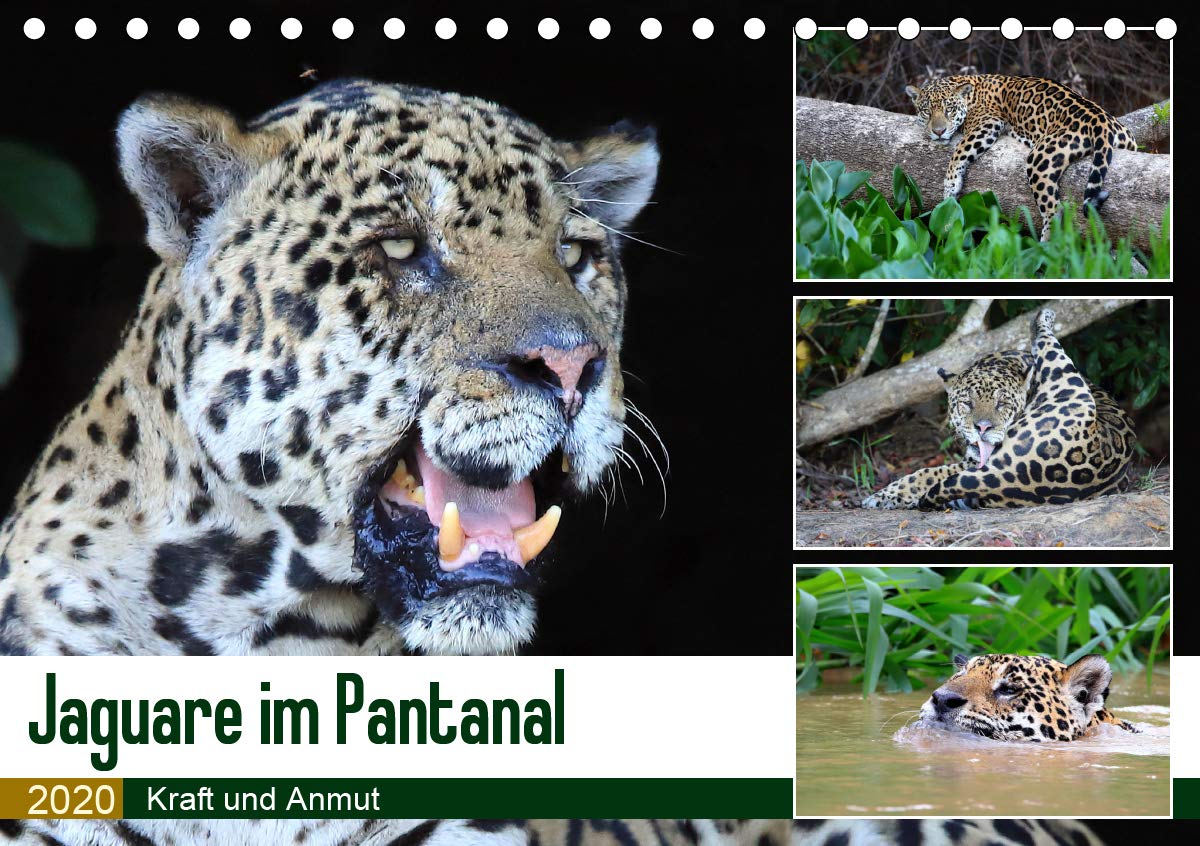 Jaguare im Pantanal (Tischkalender 2020 DIN A5 quer): Jaguare in ihrem natürlichen Lebensraum (Monatskalender, 14 Seiten ) (CALVENDO Tiere) Leisure, Home & Garden