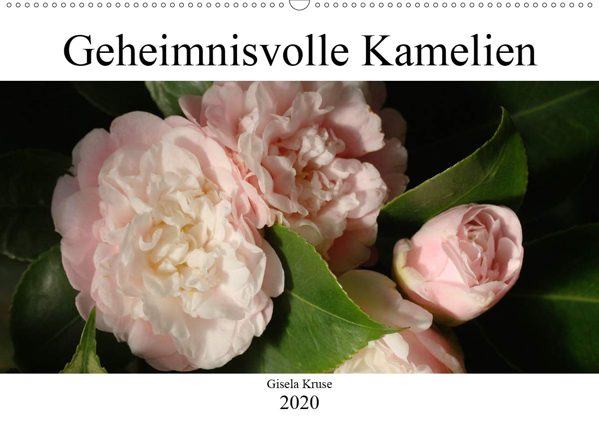 Geheimnisvolle Kamelien (Wandkalender 2020 DIN A2 quer): Der mystische Zauber der Kamelienblüten (Monatskalender, 14 Seiten ) (CALVENDO Natur) Living & Furnishing
