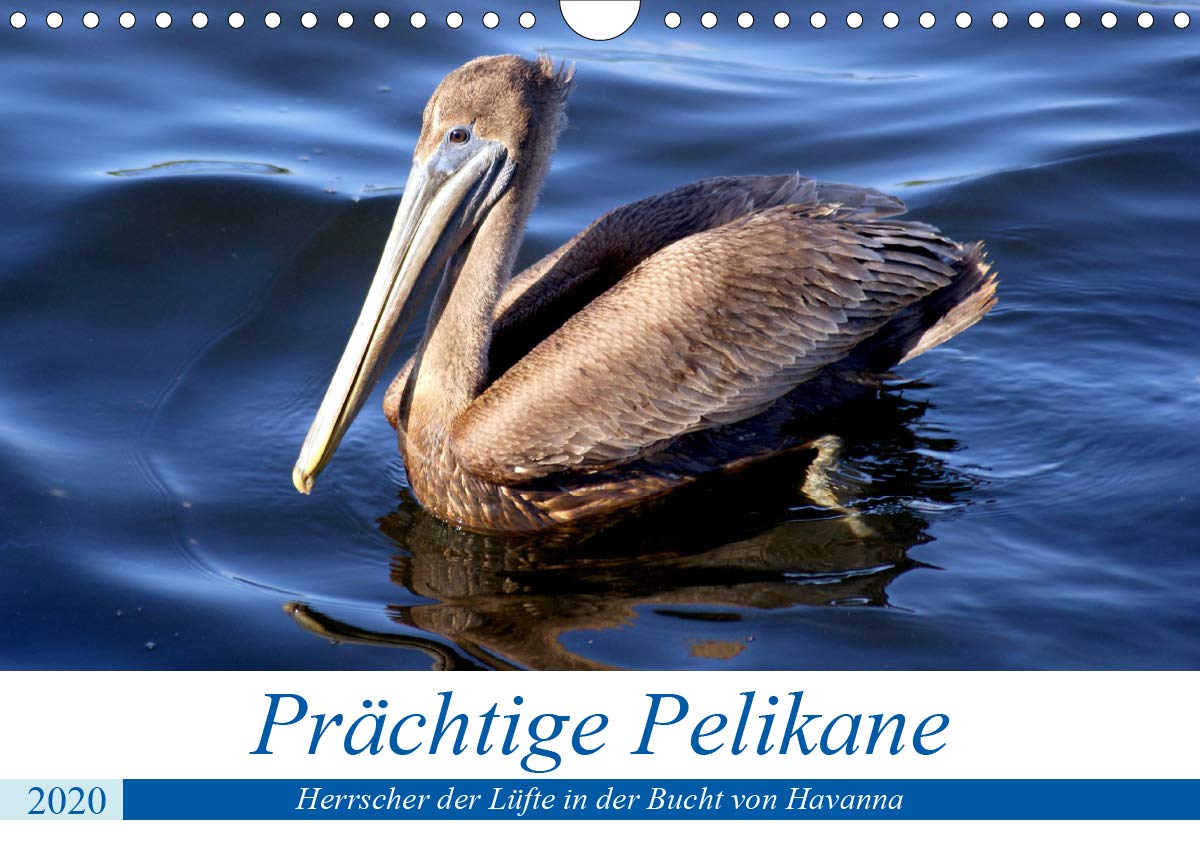 Prächtige Pelikane - Herrscher der Lüfte in der Bucht von Havanna (Wandkalender 2020 DIN A4 quer): Braune Pelikane in der Bucht von Havanna (Monatskalender, 14 Seiten ) (CALVENDO Tiere) Calendars
