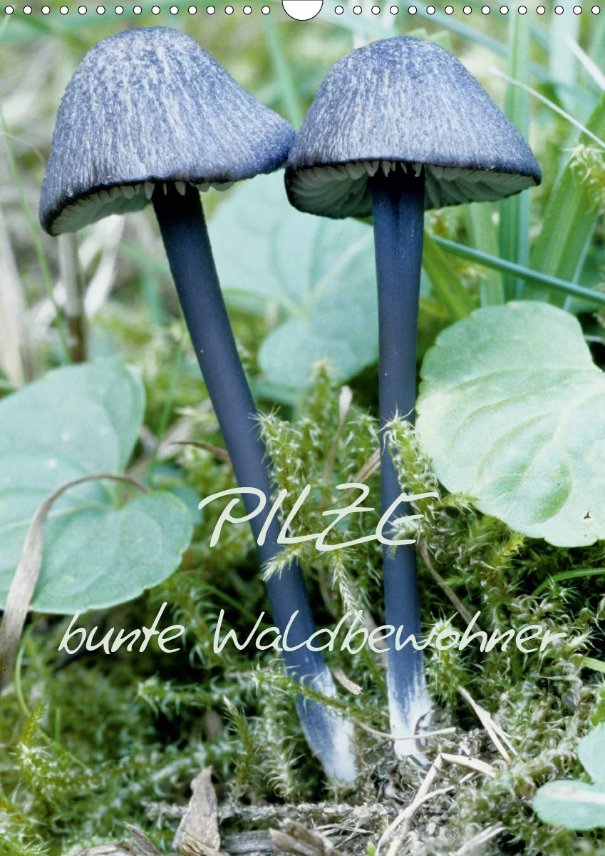 Pilze (Wandkalender 2020 DIN A3 hoch): Pilze: Vom Frühling bis in den späten Herbst findet man sie in Wäldern,Mooren und auf Wiesen (Monatskalender, 14 Seiten ) (CALVENDO Wissen) Film, Art & Culture