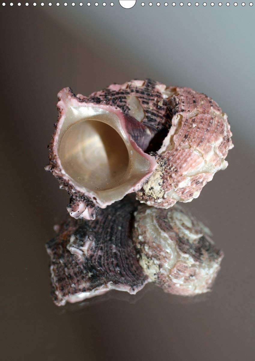 Muscheln und Schnecken (Wandkalender 2020 DIN A3 hoch): Muscheln und Schneckenhäuser "gespiegelt" in Szene gesetzt. (Monatskalender, 14 Seiten ) (CALVENDO Natur) Leisure, Home & Garden