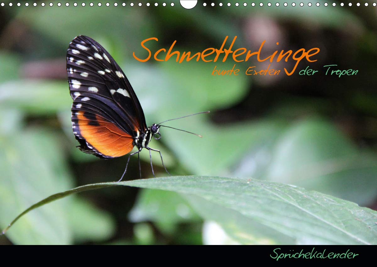 Schmetterlinge - bunte Exoten der Tropen (Wandkalender 2020 DIN A3 quer): Schmetterlinge der Tropen bieten eine große Vielfalt an Form, Farbe und ... (Monatskalender, 14 Seiten ) (CALVENDO Tiere) Leisure, Home & Garden