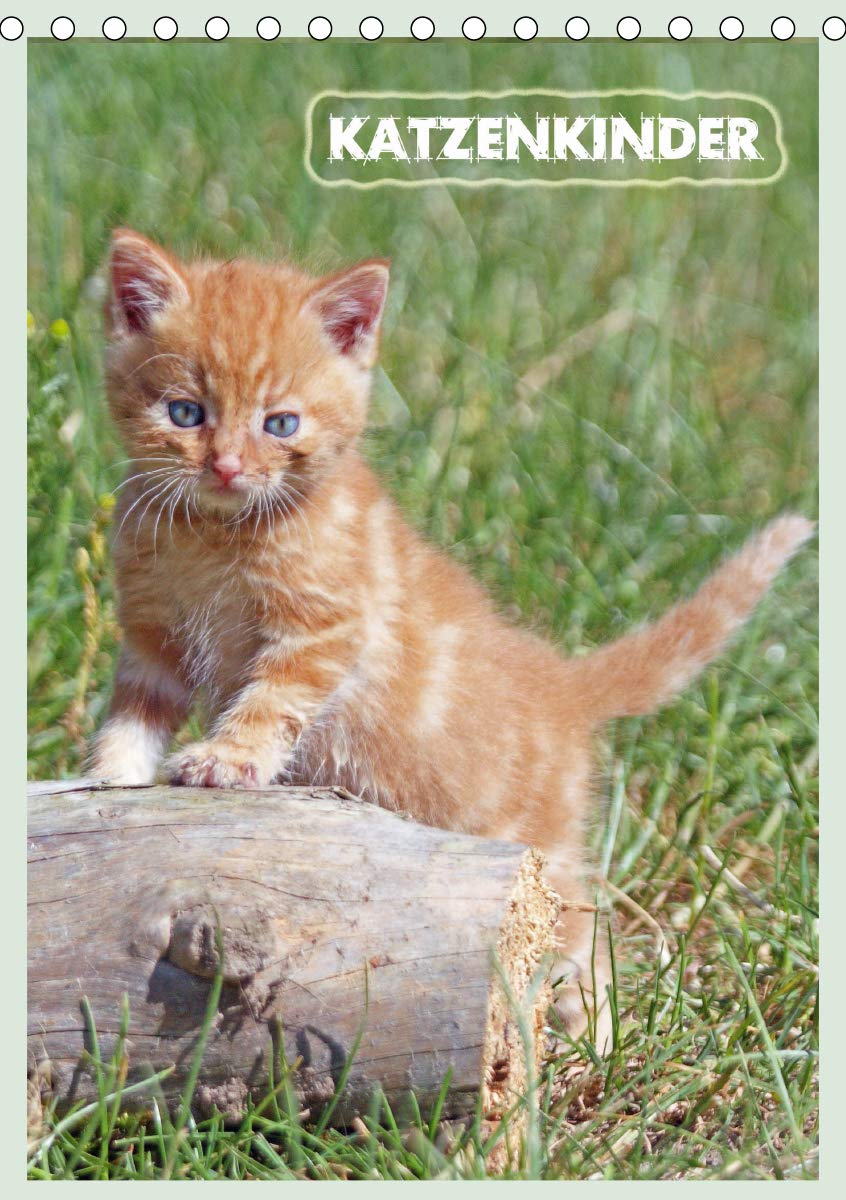Katzenkinder (Tischkalender 2020 DIN A5 hoch): Katzenkinder erobern die Welt (Planer, 14 Seiten ) (CALVENDO Tiere) Photography