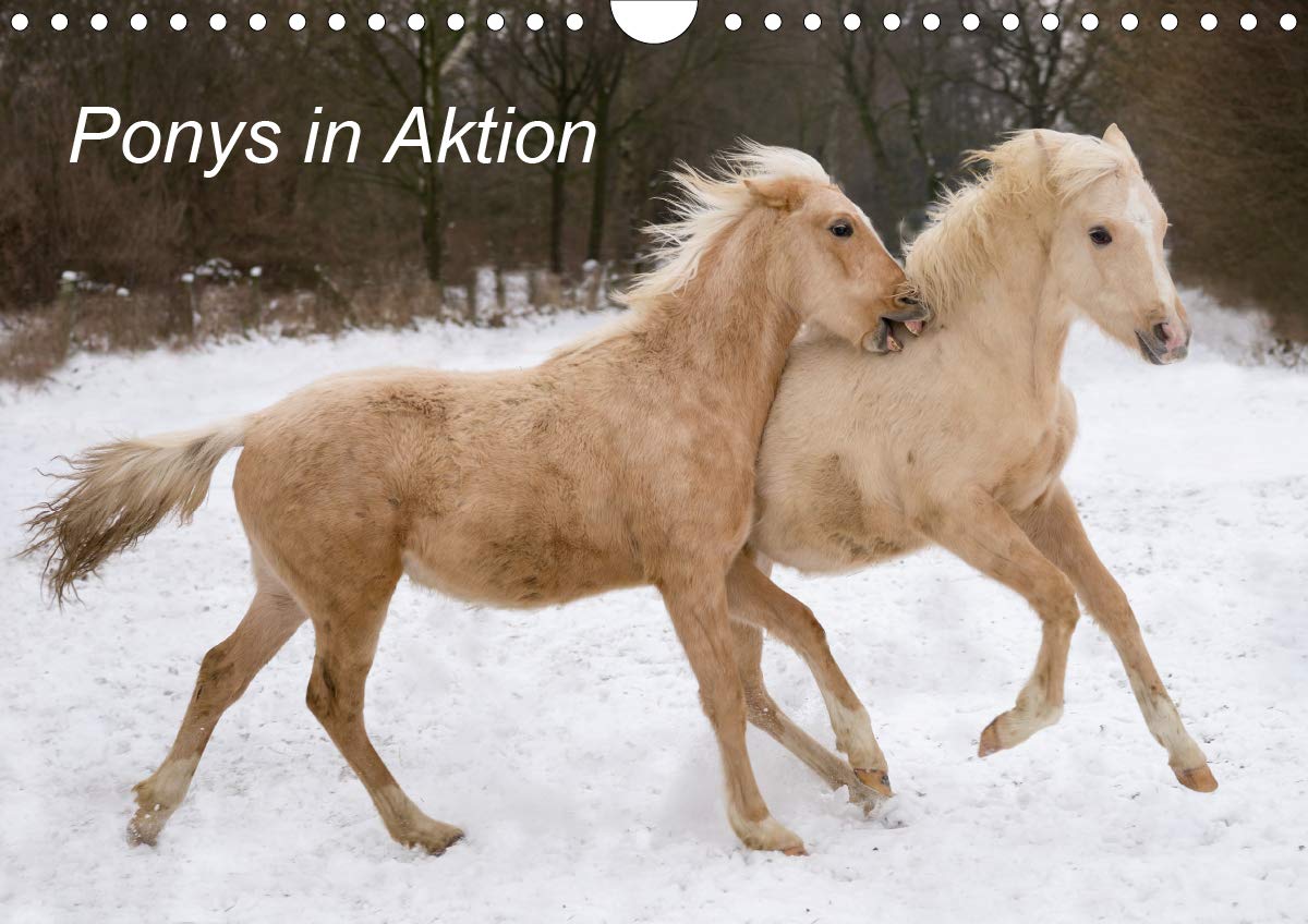 Ponys in Aktion (Wandkalender 2020 DIN A4 quer): Ponybilder zum Schmunzeln und Staunen (Monatskalender, 14 Seiten ) (CALVENDO Tiere) Leisure, Home & Garden