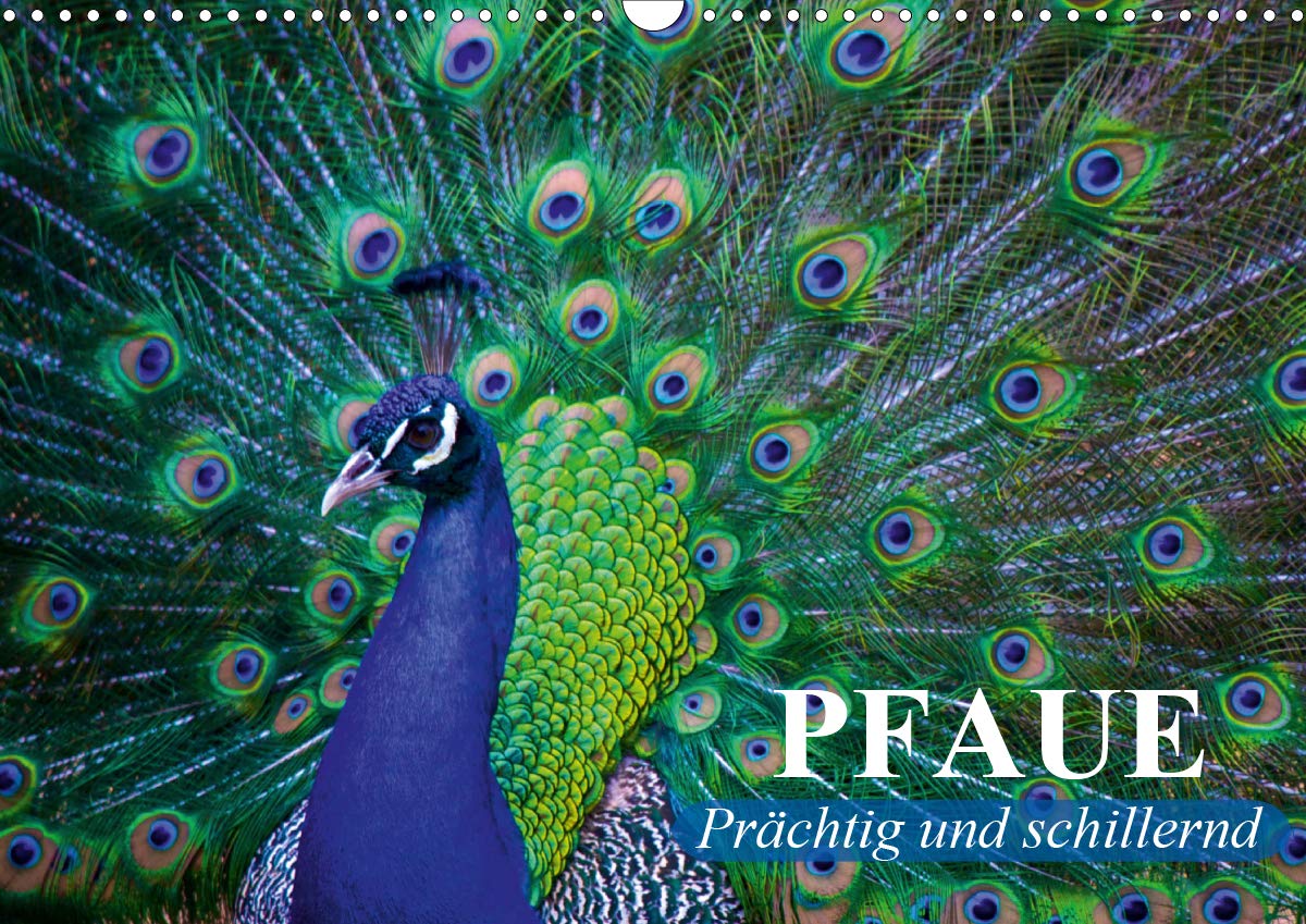 Pfaue. Prächtig und schillernd (Wandkalender 2020 DIN A3 quer): Phänomen und stolzes Farbwunder im pompösen Federkleid (Monatskalender, 14 Seiten ) (CALVENDO Tiere) Living & Furnishing