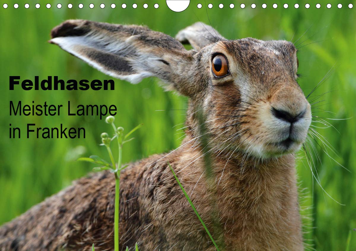 Feldhasen - Meister Lampe in Franken (Wandkalender 2020 DIN A4 quer): Feldhasen in ihrem natürlichen Lebensraum auf 12 Seiten + Cover (Monatskalender, 14 Seiten ) (CALVENDO Natur) Photography