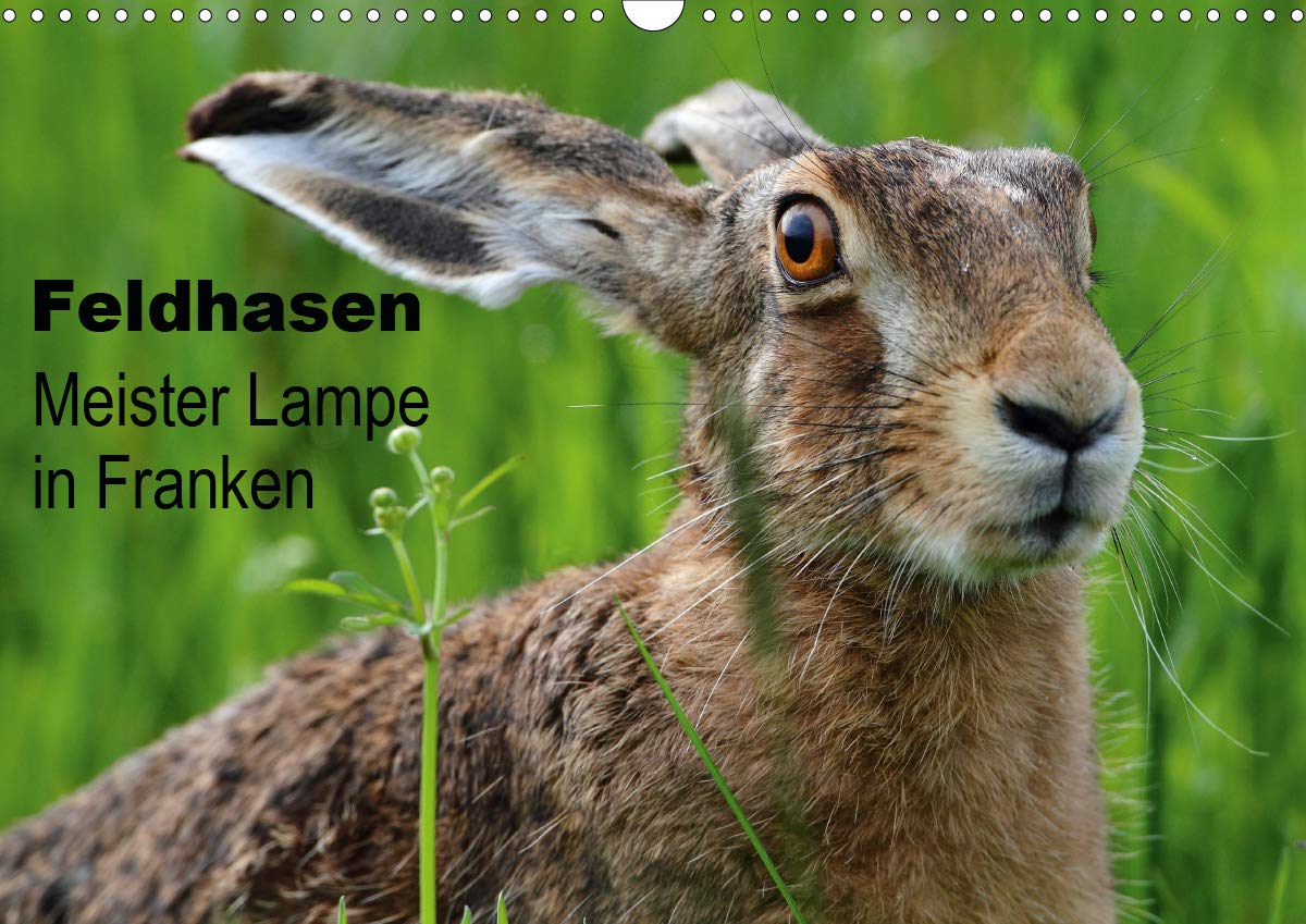 Feldhasen - Meister Lampe in Franken (Wandkalender 2020 DIN A3 quer): Feldhasen in ihrem natürlichen Lebensraum auf 12 Seiten + Cover (Monatskalender, 14 Seiten ) (CALVENDO Natur) Photography