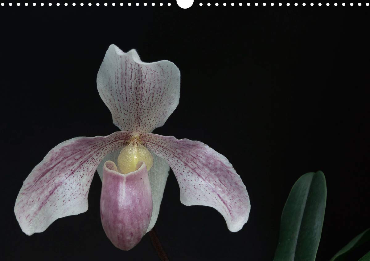 Frauenschuhe - die schönsten Orchideen der Welt (Wandkalender 2020 DIN A3 quer): Frauenschuhe - die schönsten Orchideen der Welt (Monatskalender, 14 Seiten ) (CALVENDO Natur) Leisure, Home & Garden