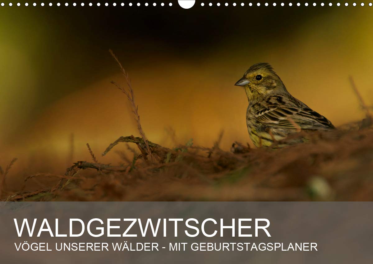 Waldgezwitscher - Vögel unserer Wälder (Wandkalender 2020 DIN A3 quer): Die Vögel der deutschen Wälder, 12 wunderschöne Motive warten darauf Ihnen 12 ... 14 Seiten ) (CALVENDO Tiere) Film, Art & Culture