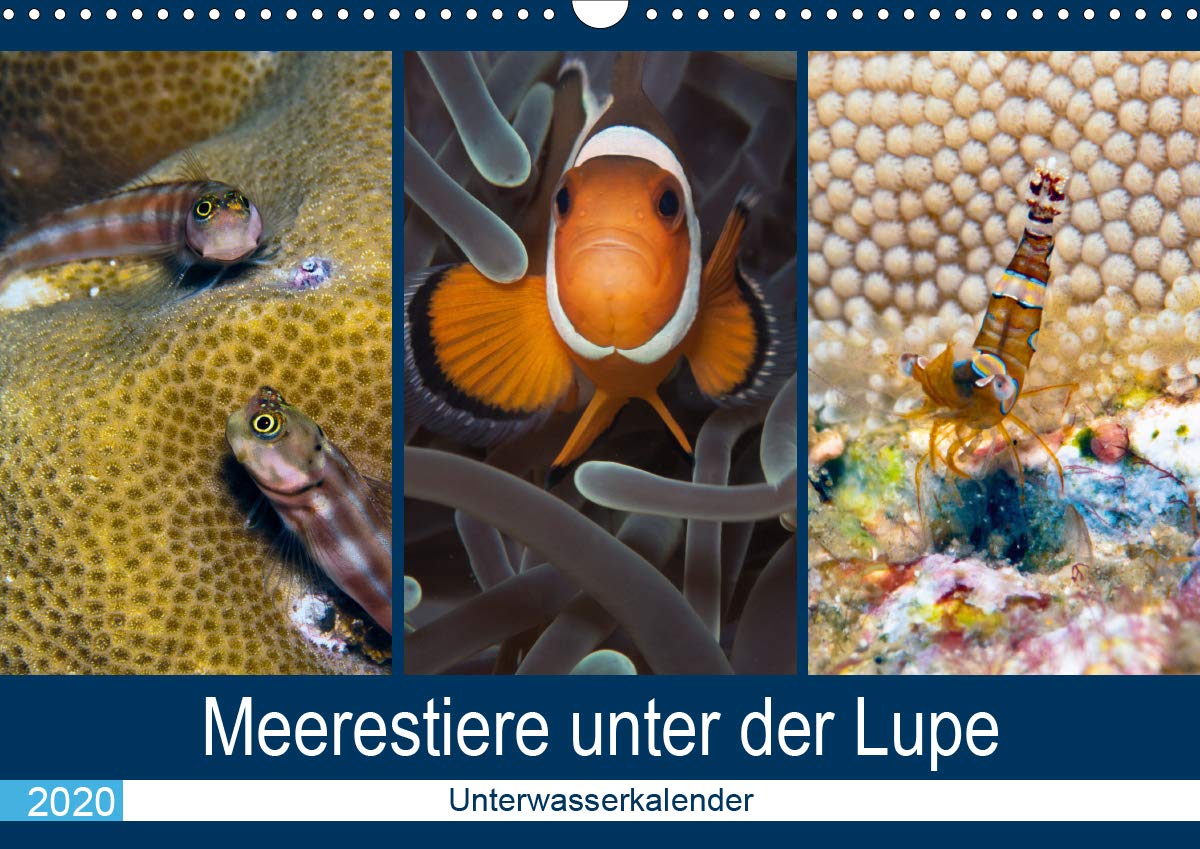 Meerestiere unter der Lupe - Unterwasserkalender (Wandkalender 2020 DIN A3 quer): Erleben Sie die farbenfrohe fantastische Welt unter Wasser! (Monatskalender, 14 Seiten ) (CALVENDO Tiere) Living & Furnishing