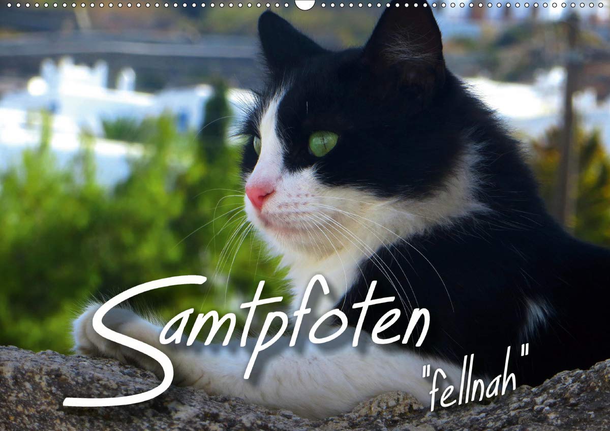 SAMTPFOTEN "fellnah" (Wandkalender 2020 DIN A2 quer): Faszinierende Katzen "fellnah" abgelichtet (Monatskalender, 14 Seiten ) (CALVENDO Tiere) Leisure, Home & Garden