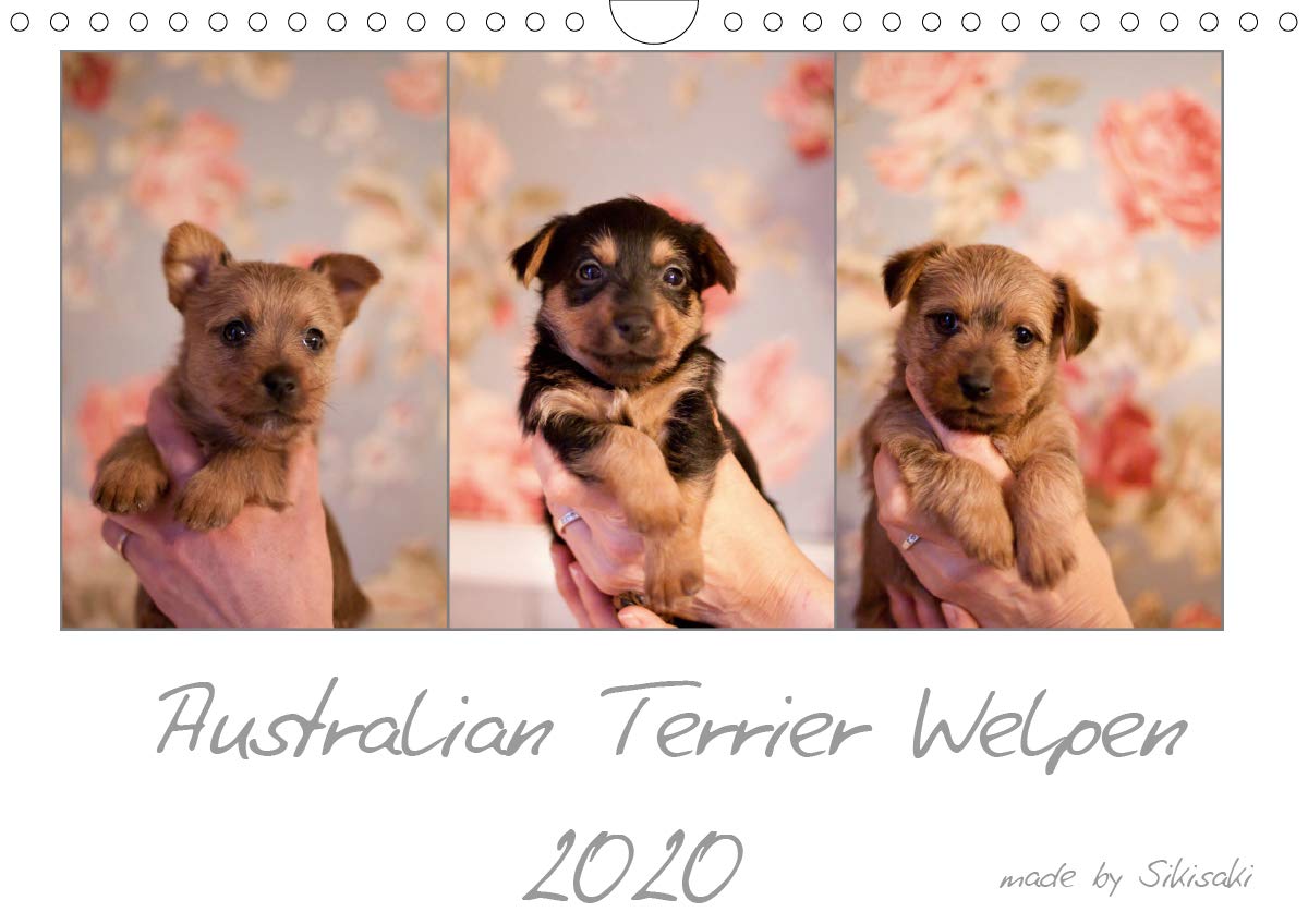 Australian Terrier Welpen (Wandkalender 2020 DIN A4 quer): Bilder von Australian Terrier Welpen (Monatskalender, 14 Seiten ) (CALVENDO Tiere) Natural Sciences