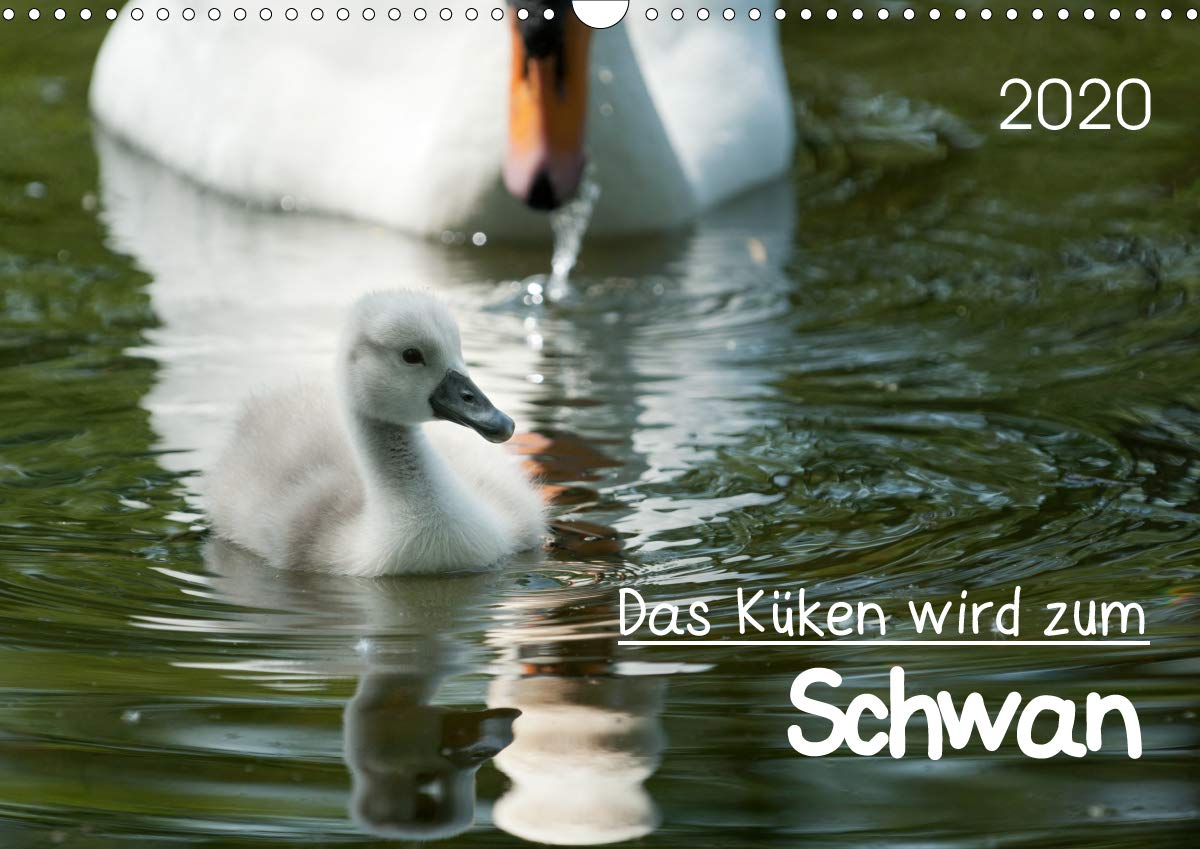 Das Küken wird zum SchwanCH-Version (Wandkalender 2020 DIN A3 quer): Die Entwicklung eines Schwanenkükens zum stolzen Schwan in faszinierenden Bildern (Monatskalender, 14 Seiten ) (CALVENDO Tiere) Film, Art & Culture