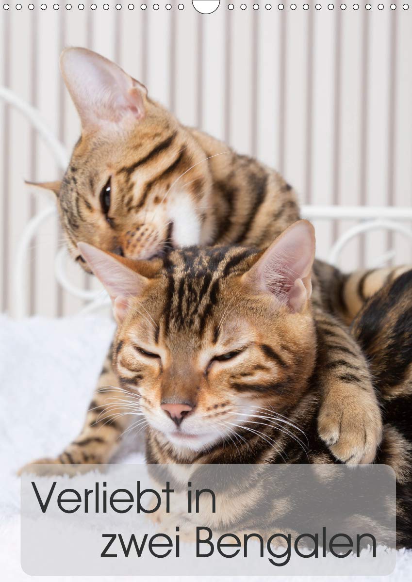 Verliebt in zwei Bengalen (Wandkalender 2020 DIN A3 hoch): Fotografien zweier Bengalkatzenkinder (Monatskalender, 14 Seiten ) (CALVENDO Tiere) Natural Sciences