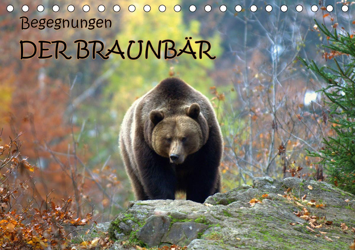 Begegnungen DER BRAUNBÄR (Tischkalender 2020 DIN A5 quer): Der Braunbär - liebenswerter Zeitgenosse im dicken Pelz (Monatskalender, 14 Seiten ) (CALVENDO Tiere) Film, Art & Culture