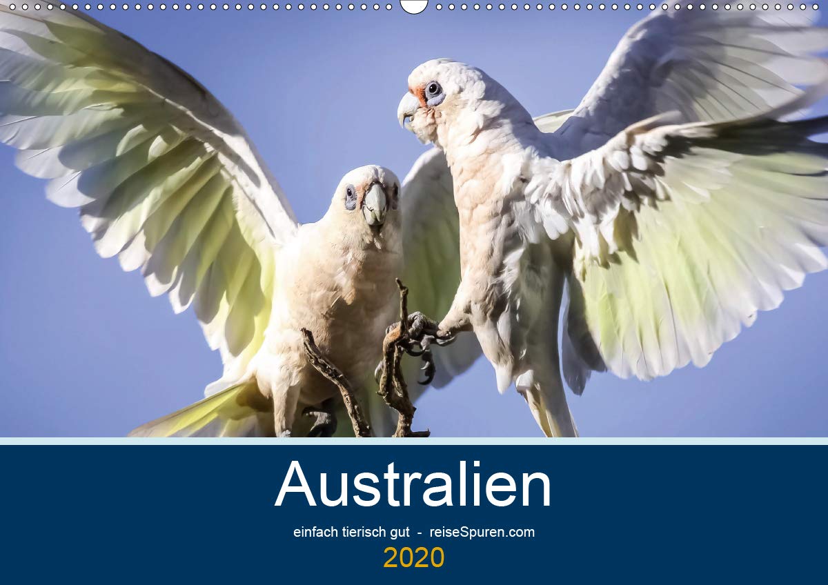 Australien - einfach tierisch gut (Wandkalender 2020 DIN A2 quer): Tierwelt in Australien - einfach einzigartig! (Monatskalender, 14 Seiten ) (CALVENDO Tiere) Photography