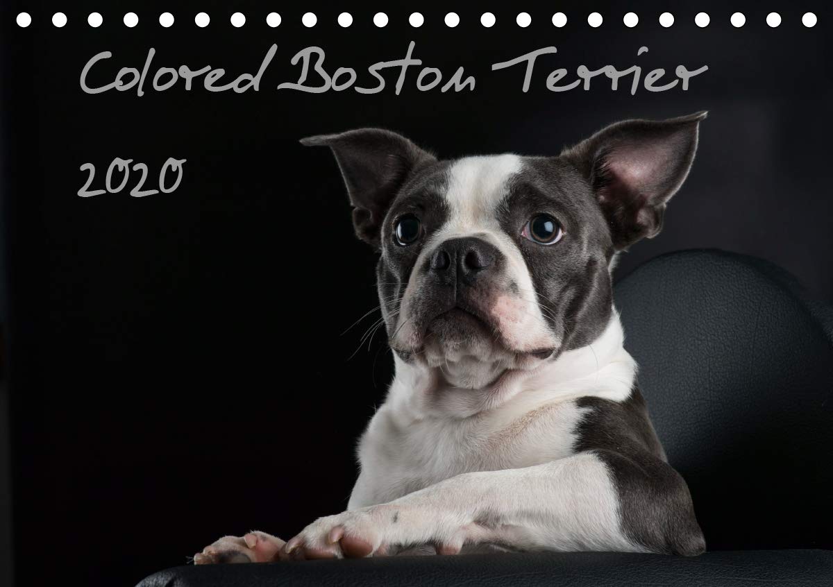Colored Boston Terrier 2020 (Tischkalender 2020 DIN A5 quer): Der Boston Terrier in seiner Farbvielfalt (Monatskalender, 14 Seiten ) (CALVENDO Tiere) Natural Sciences