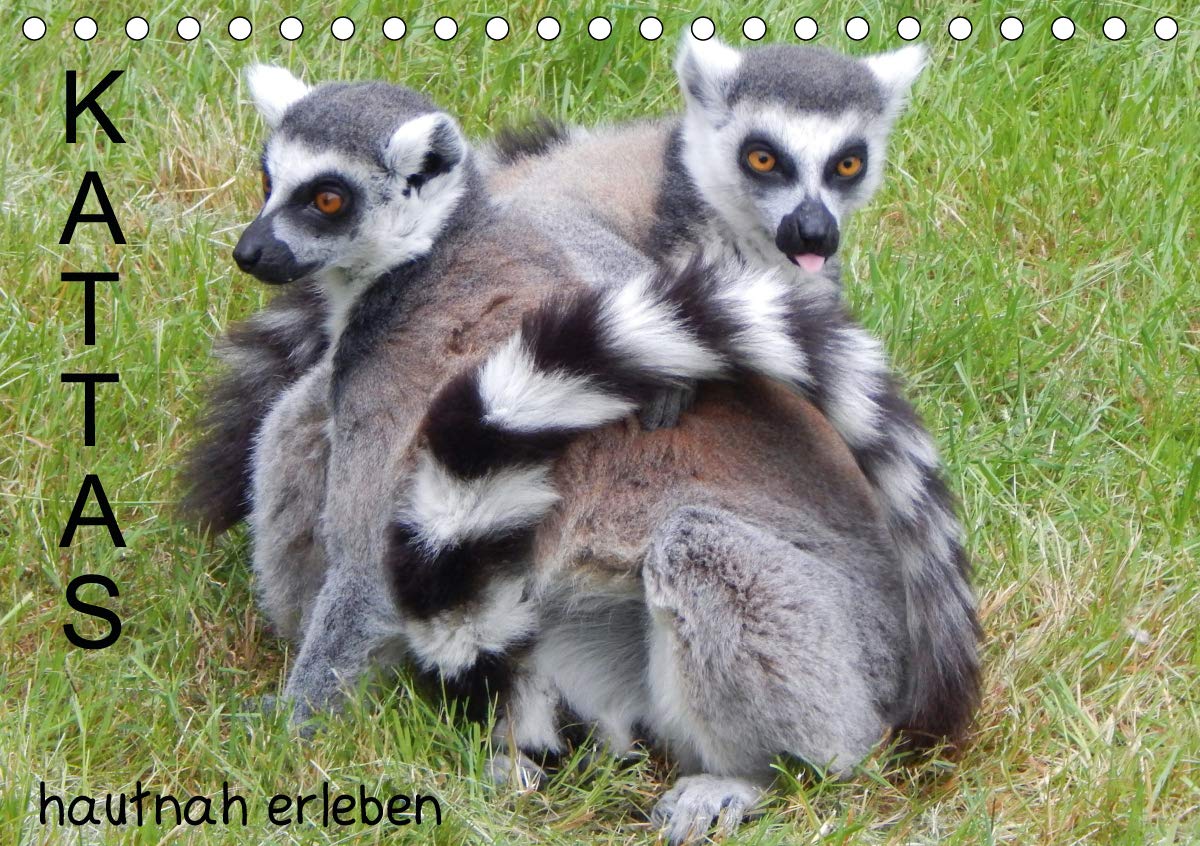 Kattas hautnah erleben (Tischkalender 2020 DIN A5 quer): Wunderschöne Aufnahmen der faszinierenden Bewohner Madagaskars. (Monatskalender, 14 Seiten ) (CALVENDO Tiere) Natural Sciences