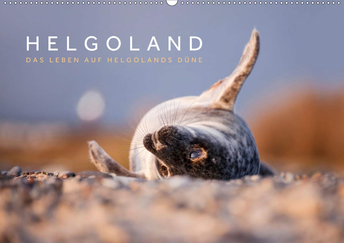 Helgoland - Das Leben auf der Düne Helgolands (Wandkalender 2020 DIN A2 quer): Die Tier- und Naturwelt der Düne Helgolands festgehalten in ... (Monatskalender, 14 Seiten ) (CALVENDO Natur) Photography