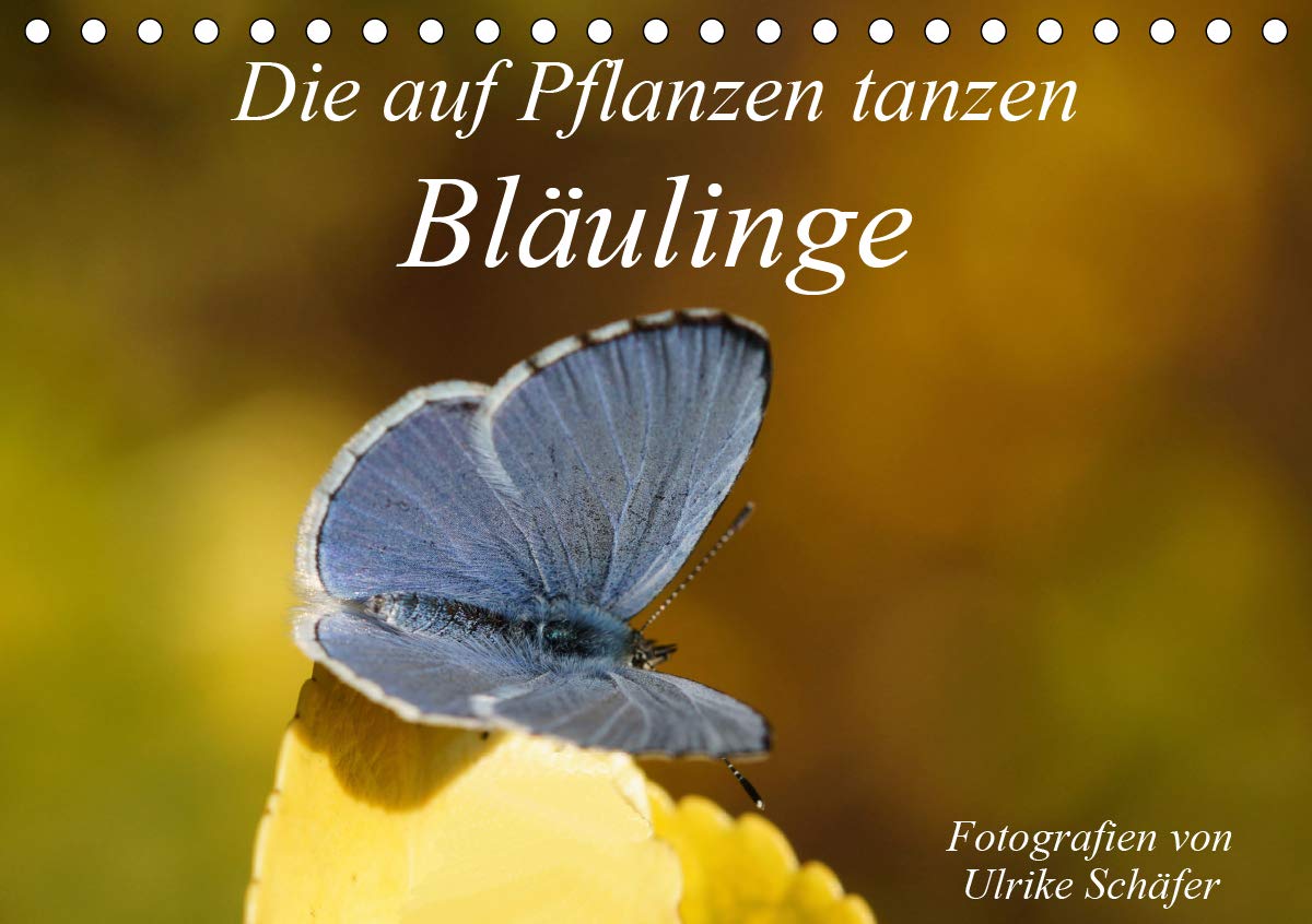 Die auf Pflanzen tanzen: Bläulinge (Tischkalender 2020 DIN A5 quer): Farbenfrohe und detailreiche Aufnahmen der kleinsten Mitglieder der ... (Monatskalender, 14 Seiten ) (CALVENDO Tiere) Film, Art & Culture