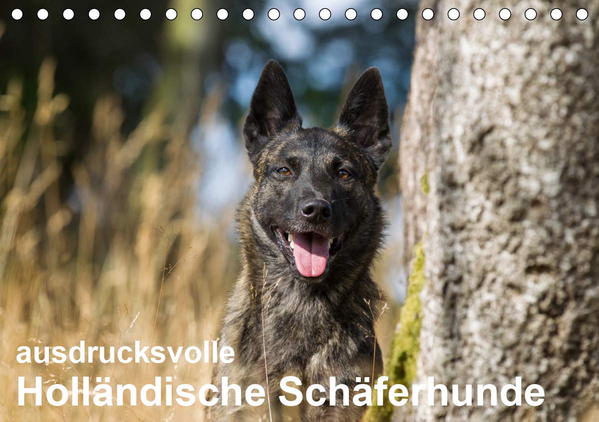 ausdrucksvolle Holländische Schäferhunde (Tischkalender 2020 DIN A5 quer): Beieindruckend und ausdrucksstark - Holländische Schäferhunde (Monatskalender, 14 Seiten ) (CALVENDO Tiere) Photography