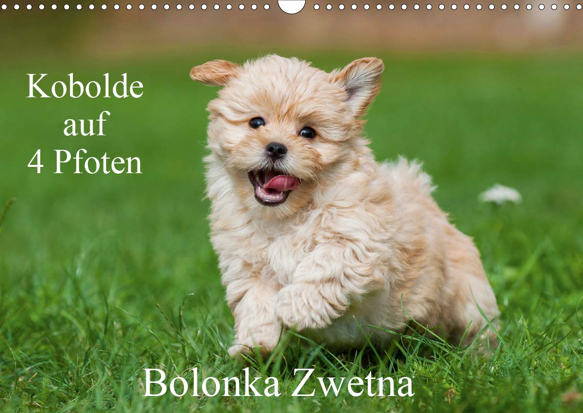 Kobolde auf 4 Pfoten - Bolonka Zwetna (Wandkalender 2020 DIN A3 quer): Lassen Sie sich verzaubern von einer entzückenden Hundefamilie (Monatskalender, 14 Seiten ) (CALVENDO Tiere) Natural Sciences