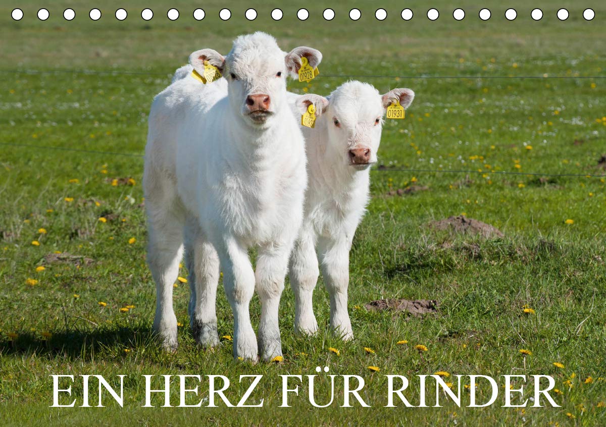 Ein Herz für Rinder (Tischkalender 2020 DIN A5 quer): Rinder in artgerechter Haltung auf den Weiden auf 13 wundervollen Fotos (Monatskalender, 14 Seiten ) (CALVENDO Tiere) Natural Sciences