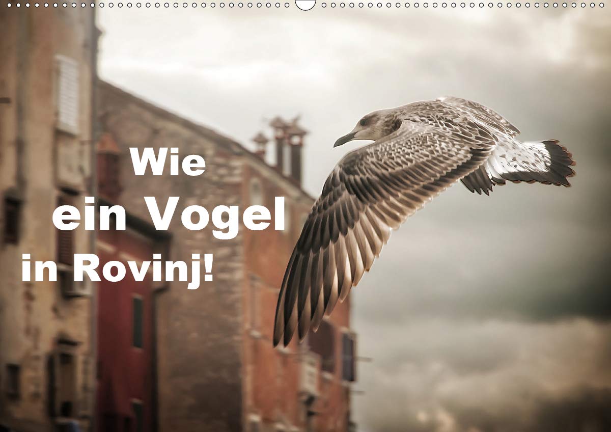 Wie ein Vogel in Rovinj! (Wandkalender 2020 DIN A2 quer): Vögel rocken die Stadt Rovinj in Kroatien! (Monatskalender, 14 Seiten ) (CALVENDO Orte) Leisure, Home & Garden