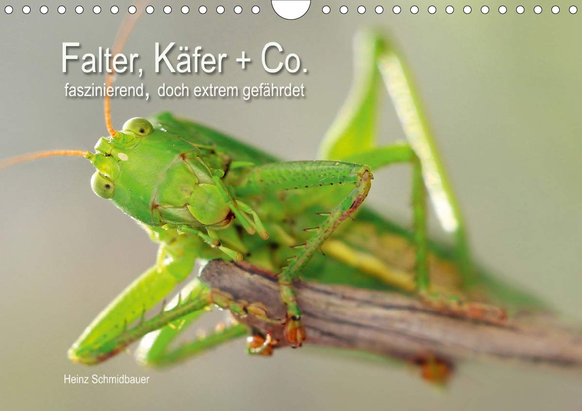 Falter, Käfer und Co.faszinierend, doch extrem gefährdet (Wandkalender 2020 DIN A4 quer): Faszinierend und wunderschön - Insekten in unserer Umwelt, ... (Monatskalender, 14 Seiten ) (CALVENDO Tiere) Photography