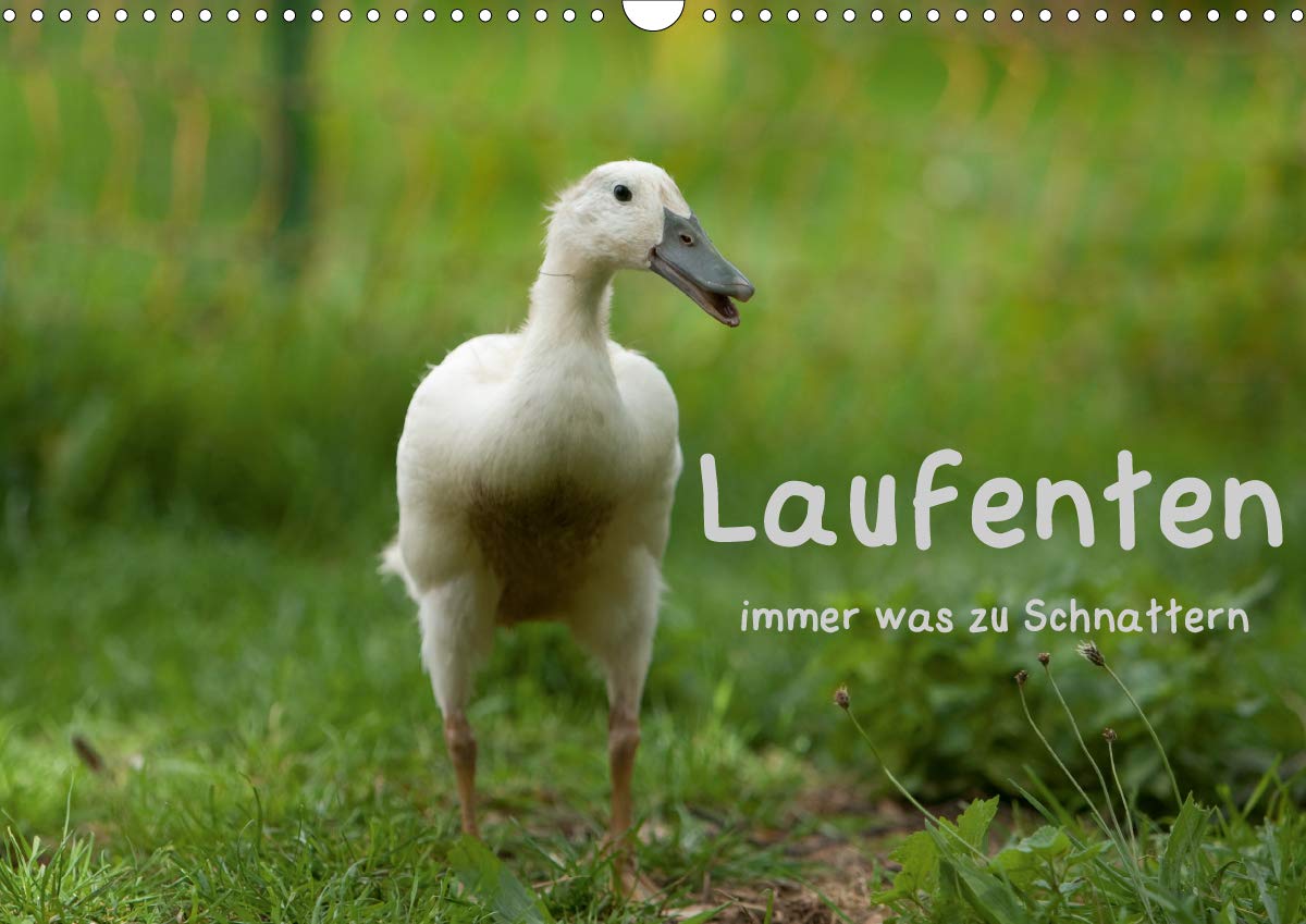 Laufenten immer was zu Schnattern (Wandkalender 2020 DIN A3 quer): Ein kleiner Einblick in einen Laufententag (Monatskalender, 14 Seiten ) (CALVENDO Tiere) Natural Sciences
