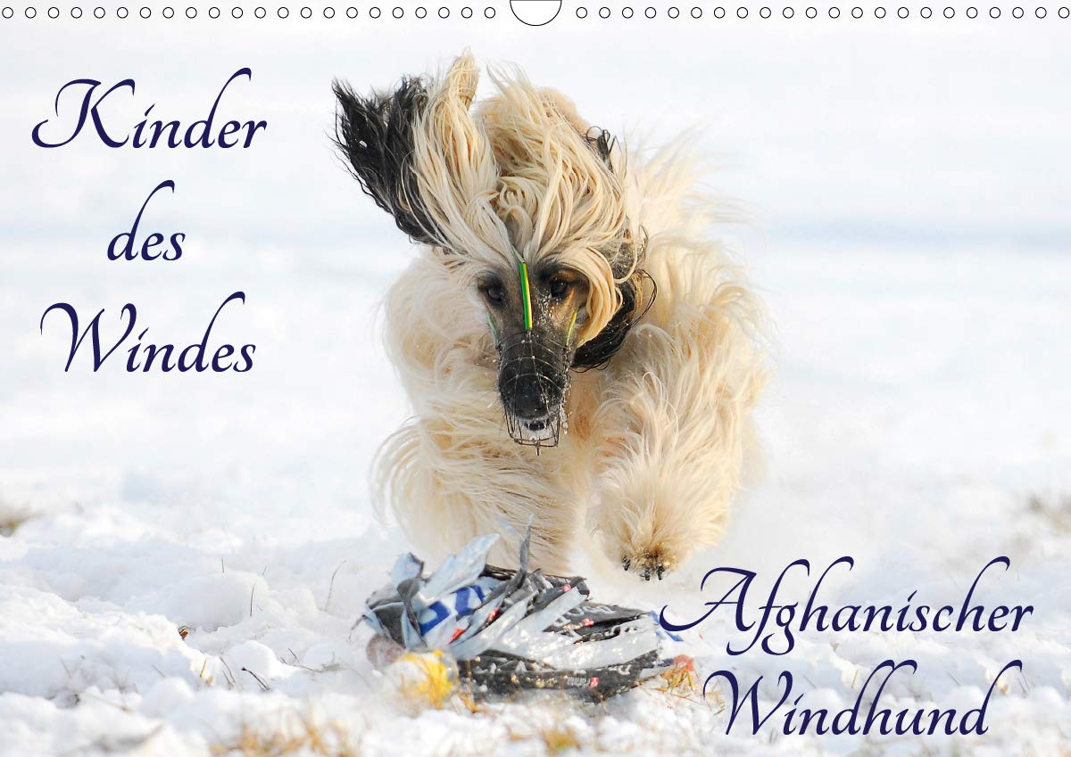 Kinder des Windes - Afghanischer Windhund (Wandkalender 2020 DIN A3 quer): Die ganze Faszination dieser wundervollen Hunderasse auf 13 Fotos (Monatskalender, 14 Seiten ) (CALVENDO Tiere) Natural Sciences