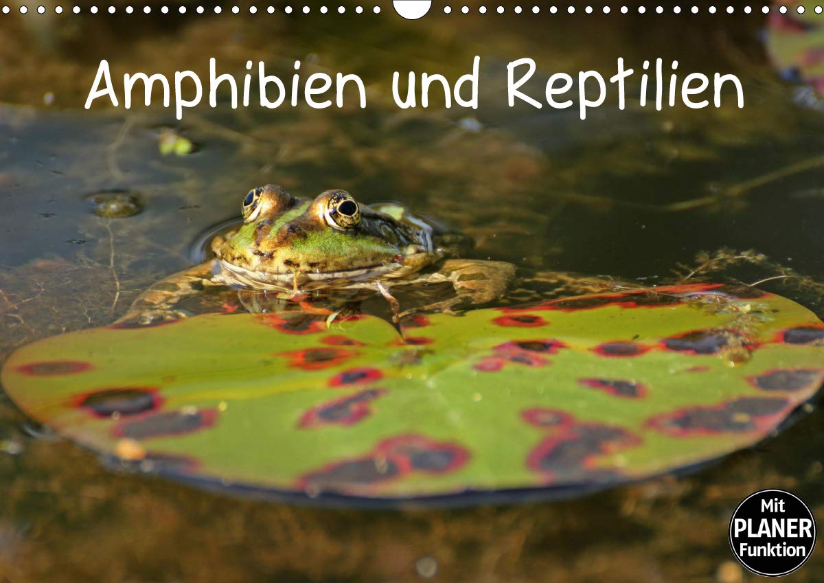 Amphibien und Reptilien (Wandkalender 2020 DIN A3 quer): Neun verschiedene mitteleuropäische Reptilien- und Amphibienarten (Geburtstagskalender, 14 Seiten ) (CALVENDO Tiere) Film, Art & Culture