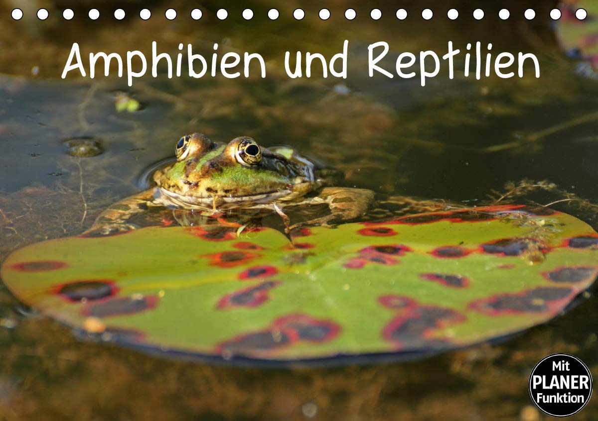 Amphibien und Reptilien (Tischkalender 2020 DIN A5 quer): Neun verschiedene mitteleuropäische Reptilien- und Amphibienarten (Geburtstagskalender, 14 Seiten ) (CALVENDO Tiere) Film, Art & Culture