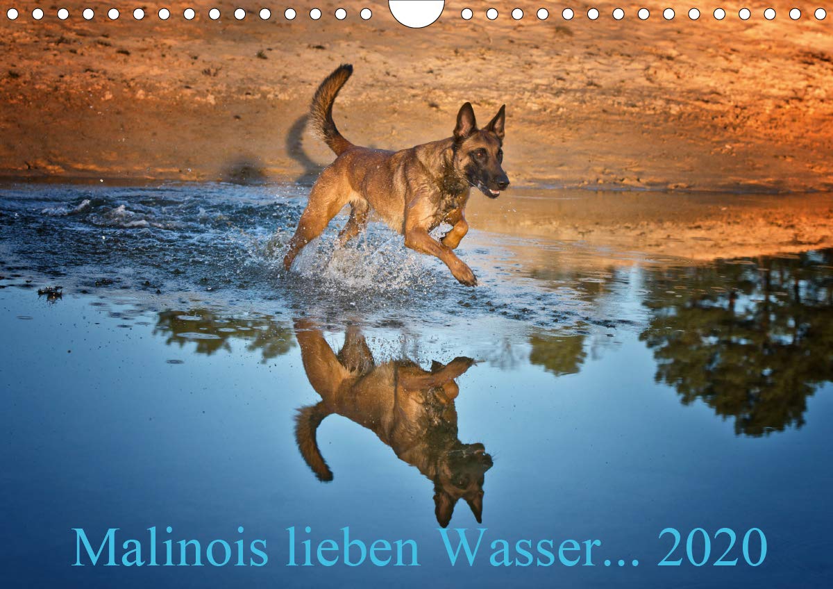 Malinois lieben Wasser (Wandkalender 2020 DIN A4 quer): Malinois und Wasser gehören zusammen (Monatskalender, 14 Seiten ) (CALVENDO Tiere) Living & Furnishing