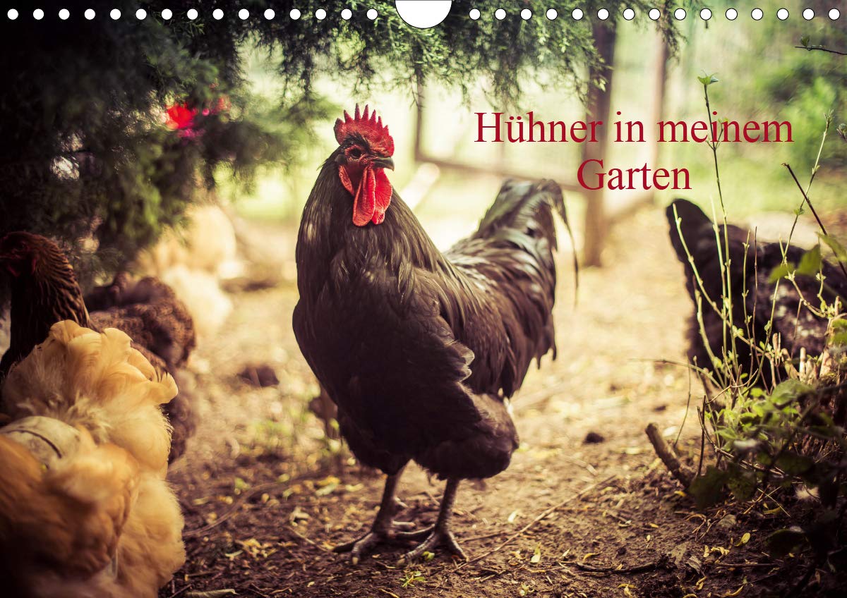 Hühner in meinem Garten (Wandkalender 2020 DIN A4 quer): professionelle Hühnerfotos (Monatskalender, 14 Seiten ) (CALVENDO Tiere) Natural Sciences
