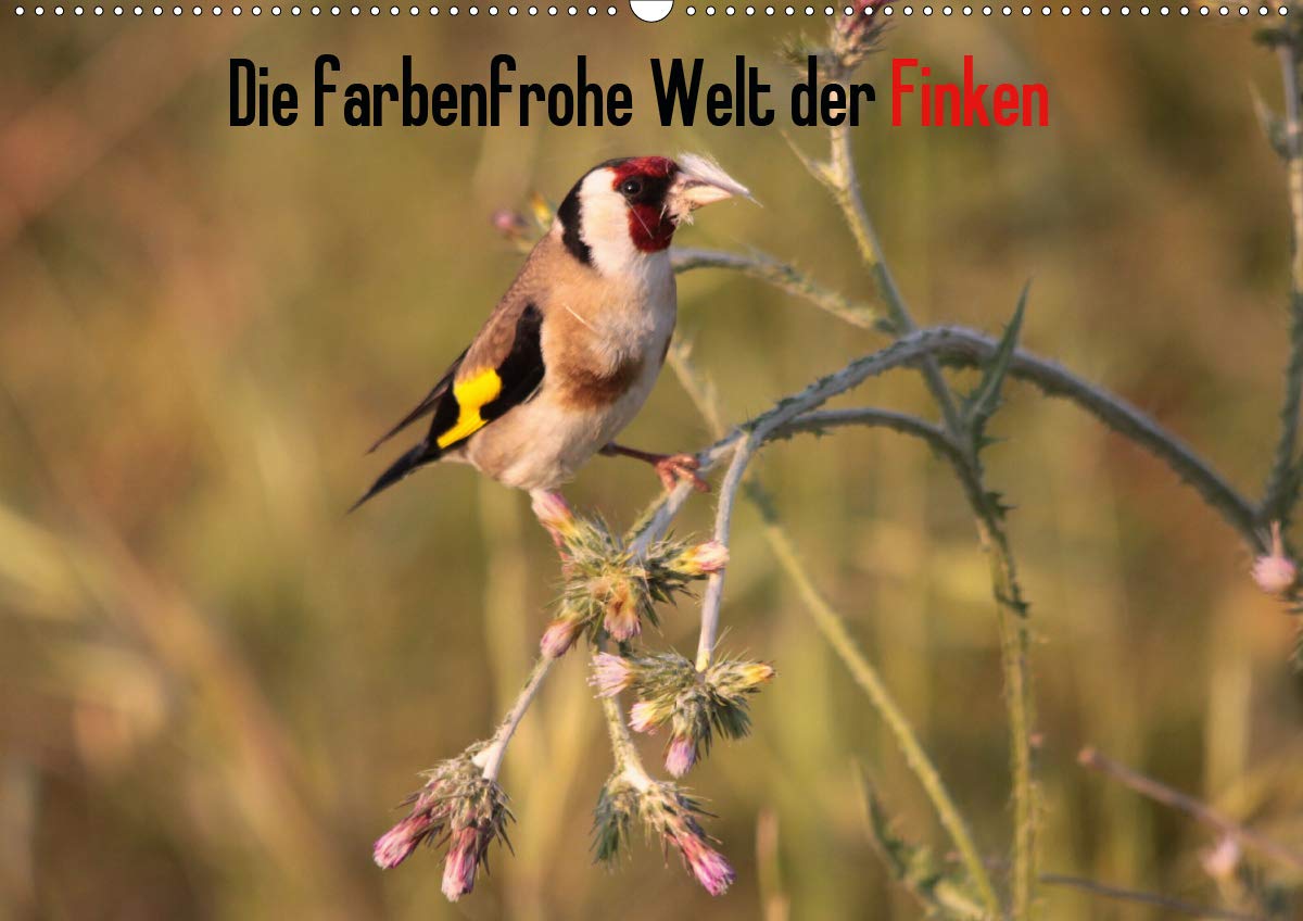 Die farbenfrohe Welt der Finken (Wandkalender 2020 DIN A2 quer): Einblicke in die Welt der Finken (Monatskalender, 14 Seiten ) (CALVENDO Tiere) Film, Art & Culture