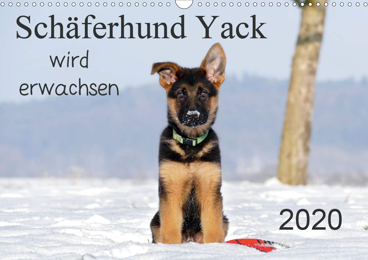 Schäferhund Yack wird erwachsen (Wandkalender 2020 DIN A3 quer): Klein Yack entdeckt die Welt (Monatskalender, 14 Seiten ) (CALVENDO Tiere) Photography